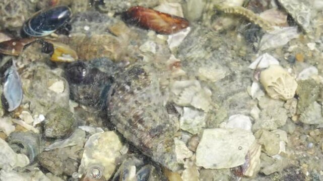 A conch refers to a type of marine mollusk belonging to the family Strombidae, and its shell is widely recognized for its spiral shape and large size.  