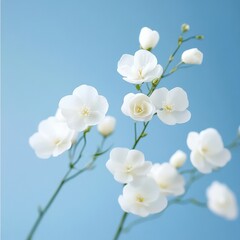 Obraz premium delicate white flowers on a light blue background