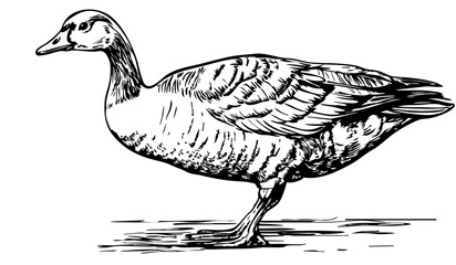 Monochrome Cartoon Goose Exquisite Hand-Drawn Illustration, Sketch, No Background