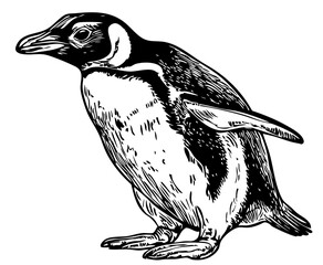 Monochrome Penguin Exquisite Hand-Drawn Illustration, Sketch, No Background