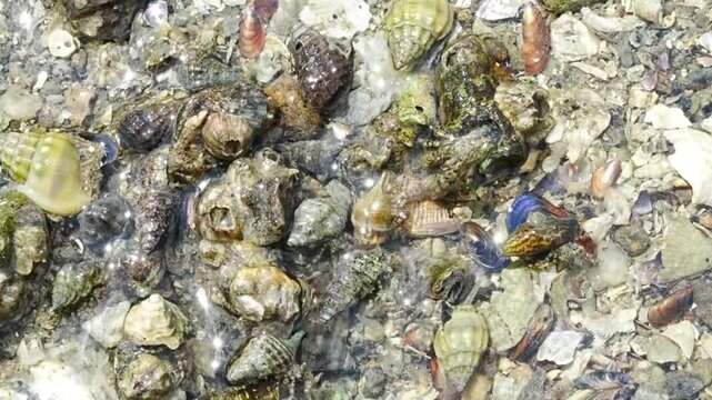 A conch refers to a type of marine mollusk belonging to the family Strombidae, and its shell is widely recognized for its spiral shape and large size.  