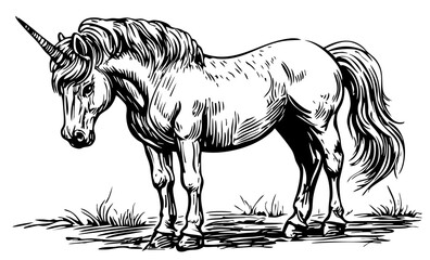 Elegant Illustration of Unicorn Monochrome Art in High Detail, No Background