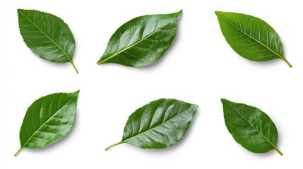 Obraz premium six fresh green leaves isolated on a white background