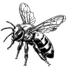 Intricate Bee Sketch A Classic Monochrome Representation, Sketch, No Background (1)