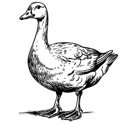 Intricate Cartoon Goose Sketch A Classic Monochrome Representation, Sketch, No Background (3)