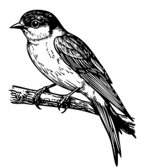 Intricate Swallow Sketch A Classic Monochrome Representation, Sketch, No Background