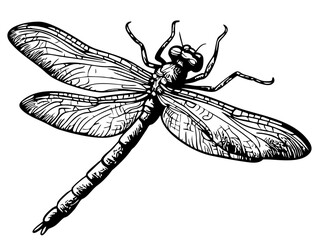 Monochrome Cartoon Dragonfly Exquisite Hand-Drawn Illustration, Sketch, No Background