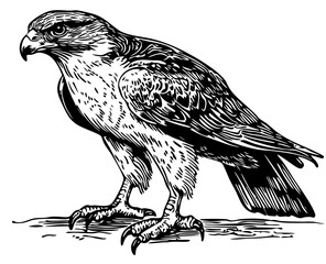 Monochrome Cartoon Falcon Exquisite Hand-Drawn Illustration, Sketch, No Background