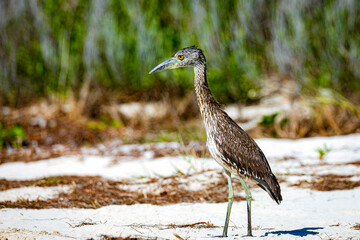 Yellow-crowned Night Heron on a beach in the Florida Keys