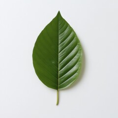 single green leaf on white background