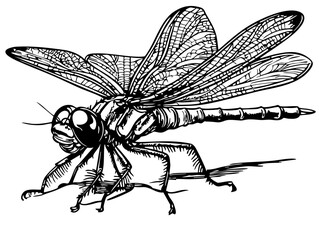 Stylized Cartoon Dragonfly Outline Versatile Vector Art, Sketch, Transparent Background 
