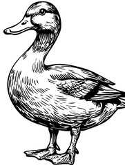 Stylized Cartoon Duck Outline Versatile Vector Art, Sketch, Transparent Background 