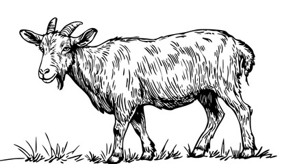 Stylized Cartoon Goat Outline Versatile Vector Art, Sketch, Transparent Background