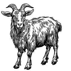 Stylized Cartoon Goat Outline Versatile Vector Art, Sketch, Transparent Background 