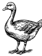 Stylized Cartoon Goose Outline Versatile Vector Art, Sketch, Transparent Background