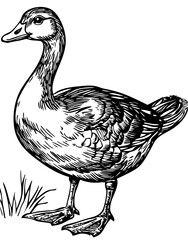 Stylized Cartoon Goose Outline Versatile Vector Art, Sketch, Transparent Background