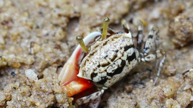 The Uca arcuata, commonly known as the Arched Fiddler Crab, is a species of fiddler crab found in coastal habitats of Southeast Asia. Known for the distinctively large, asymmetrical claws of the male 