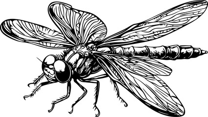 Timeless Cartoon Dragonfly Silhouette Capturing Nature in Black and White, Sketch, Transparent Background