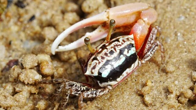 The Uca arcuata, commonly known as the Arched Fiddler Crab, is a species of fiddler crab found in coastal habitats of Southeast Asia. Known for the distinctively large, asymmetrical claws of the male 