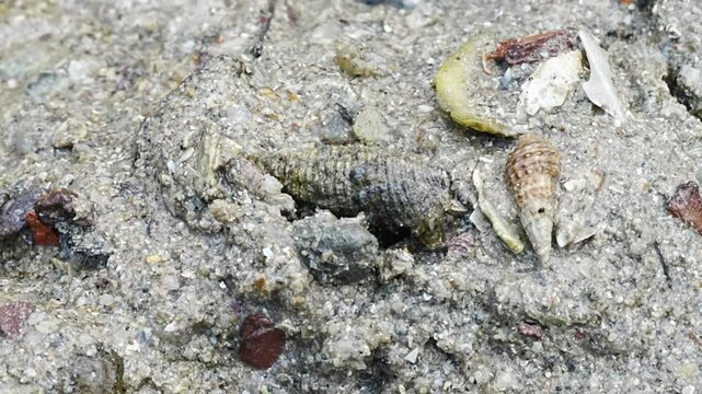A conch refers to a type of marine mollusk belonging to the family Strombidae, and its shell is widely recognized for its spiral shape and large size.