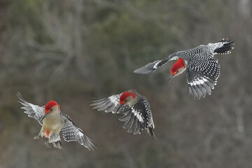 Red Bellied male woodpecker dominating Blue Jays at feeder in winter