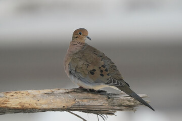 Mourning Doves dominating Blue Jays at feeder in winter on freezing cold overcast day