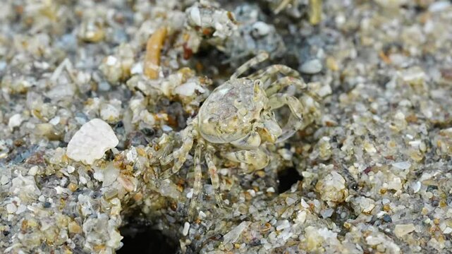 The Ocypode genus, commonly known as Ghost Crabs, is a group of crabs characterized by their pale coloration and swift movement, often appearing ghost-like as they dart across the sand at night. These