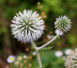 Echinops sphaerocephalus blooms in nature