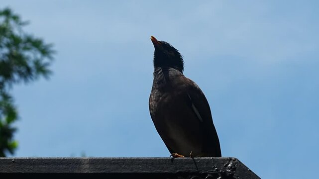 The Common Myna (Acridotheres tristis) is a highly adaptable and intelligent bird native to South Asia. Recognized by its brown body, black head, and bright yellow eye patch, legs, and beak
