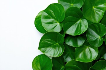 vibrant green leaves on a white background