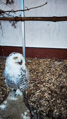 Snowy owl