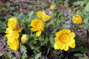 Adonis vernalis grows in the wild