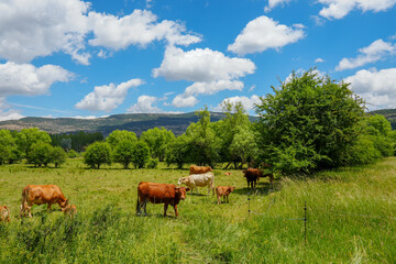 Spring landscape with poplars in Alcala de la Selva Teruel province Aragon Spain