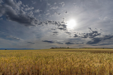 Fototapeta premium Sunset view of cereal plantation in Valbona Teruel Aragon Spain