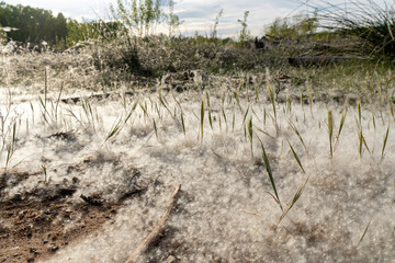 Landscape of poplars with the soft, white milkweed that surrounds the seeds of the poplar (Populus)...