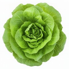Fototapeta premium A fresh, vibrant green lettuce head with tightly packed leaves, showcasing its crisp texture and healthy appearance.