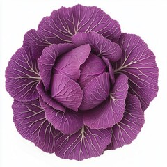 Obraz premium A vibrant purple cabbage with intricate leaf patterns, showcasing its natural beauty and freshness.