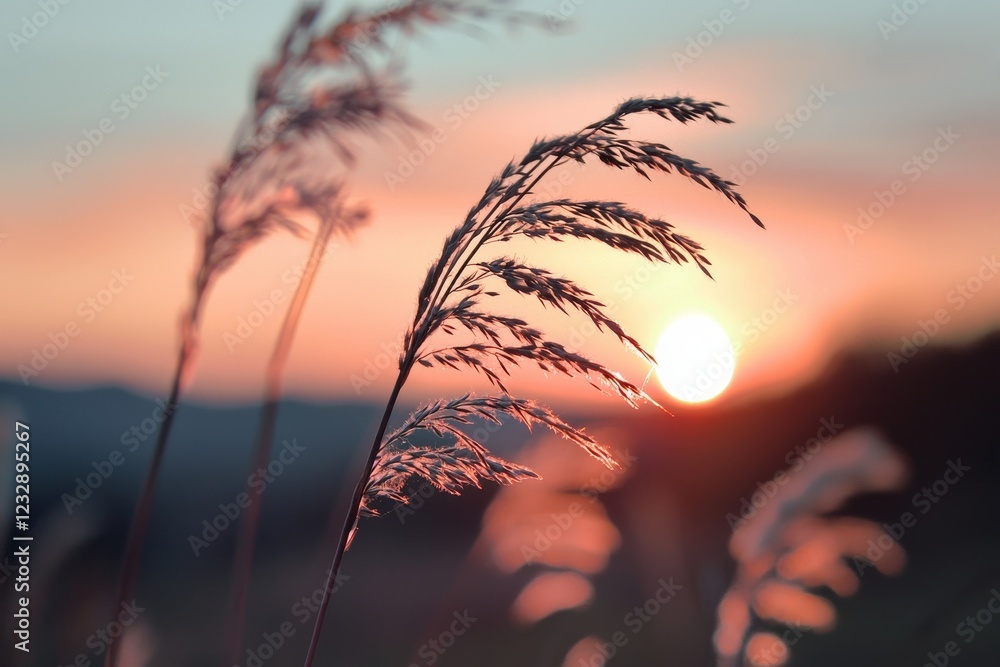 Poster sunset scenes of wild grass in the forest through a macro lens, focusing on a shallow depth of field