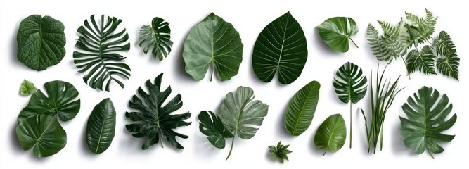 Naklejka premium A flat lay of a set of green monstera palm and tropical plant leaves isolated on a white background for design elements
