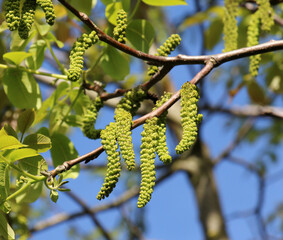 Spring flowering walnut