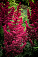 Chinese Astilbe. 
A beautiful and lush flower in the park. 