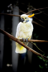Yellow-crested Cockatoo.
A portrait of a cockatoo parrot sitting on a branch. 