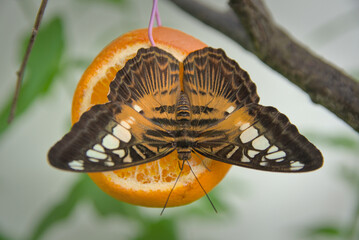 Motyl egzotyczny na owocu pomarańczy © Stefan