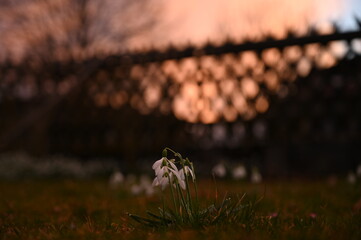 Schneeglöckchen in Sonnenuntergang