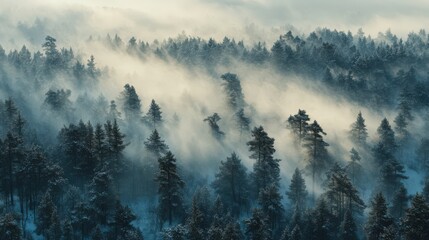 A forest with a thick fog covering the trees
