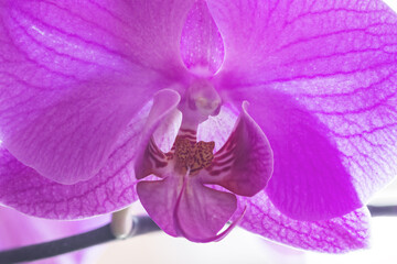 Macro photograph of a vibrant purple orchid displaying the stunning texture of its petals and the striking patterns of its heart, set against a luminous background