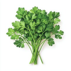A vibrant bunch of fresh cilantro leaves, showcasing their bright green color and feathery texture, perfect for culinary use.