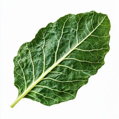 A vibrant green leafy vegetable with prominent veins, showcasing a fresh, organic appearance against a white background.