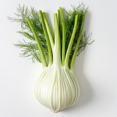 A fresh fennel bulb with green fronds, showcasing its unique layered structure and vibrant green stalks against a clean background.