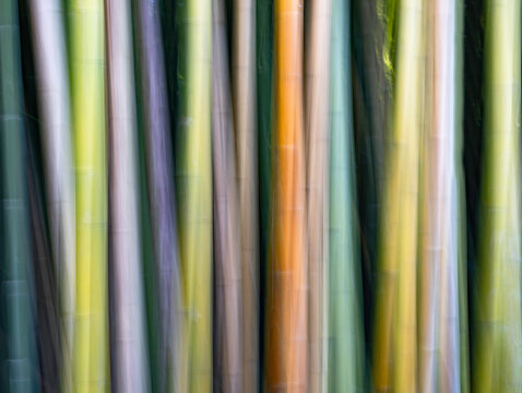 canas coloriddas ICM